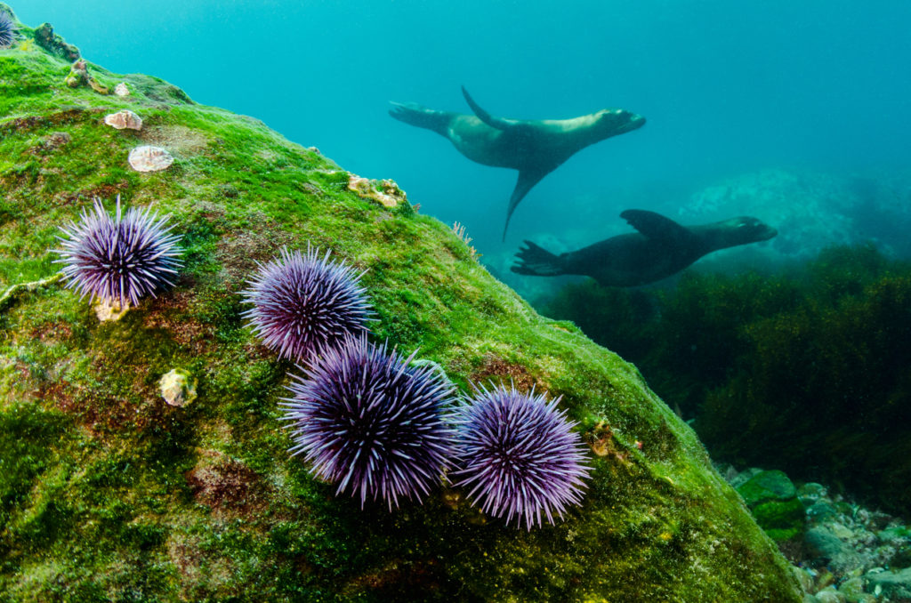 Sea Urchins – UTM Codes